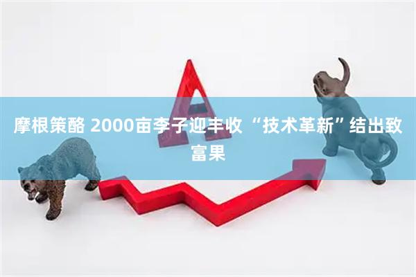 摩根策酪 2000亩李子迎丰收 “技术革新”结出致富果